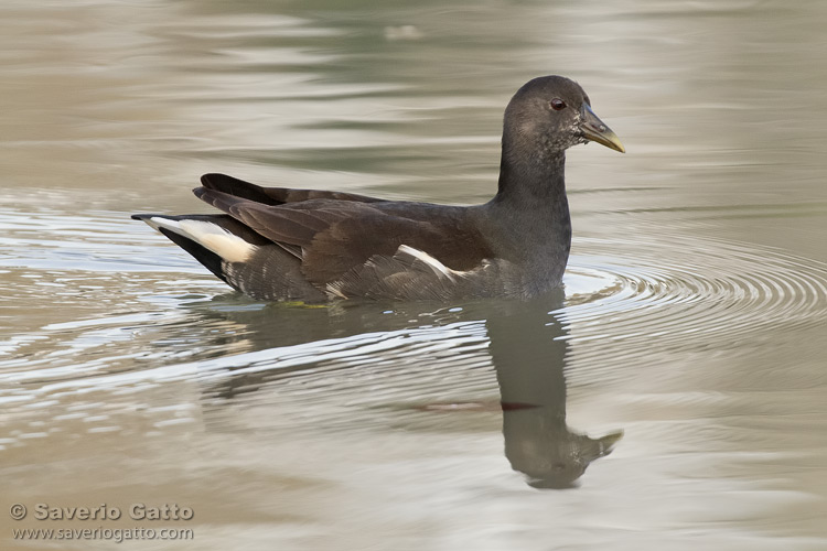 Gallinella d'acqua