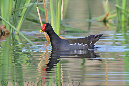 Gallinella d'acqua