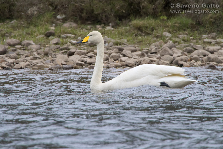 Cigno selvatico