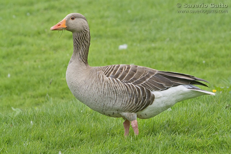 Greylag Goose