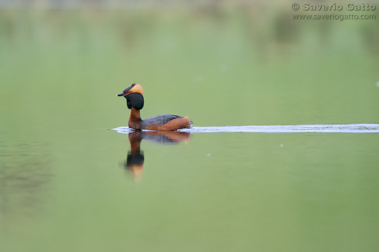 Horned Grebe