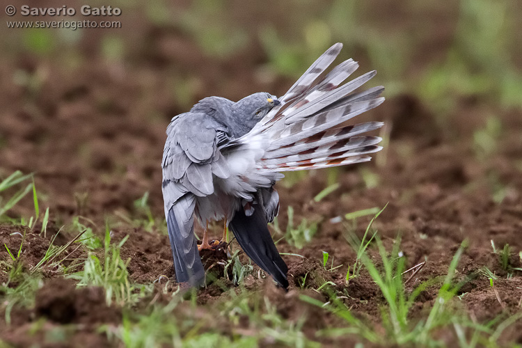 Montagu's Harrier