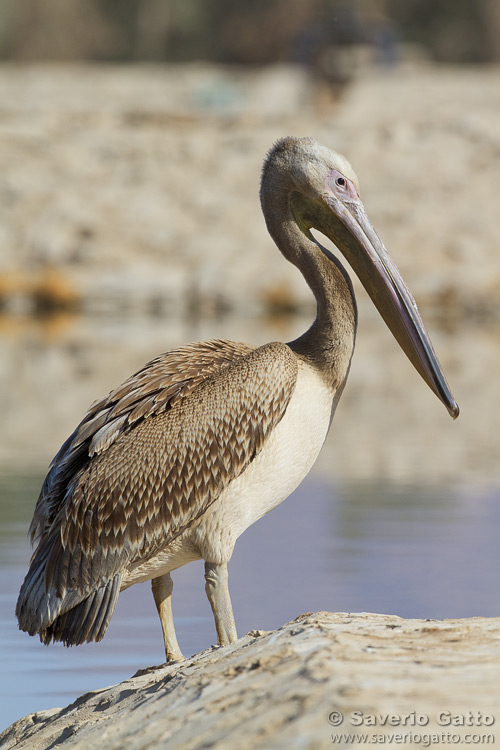 Pellicano comune