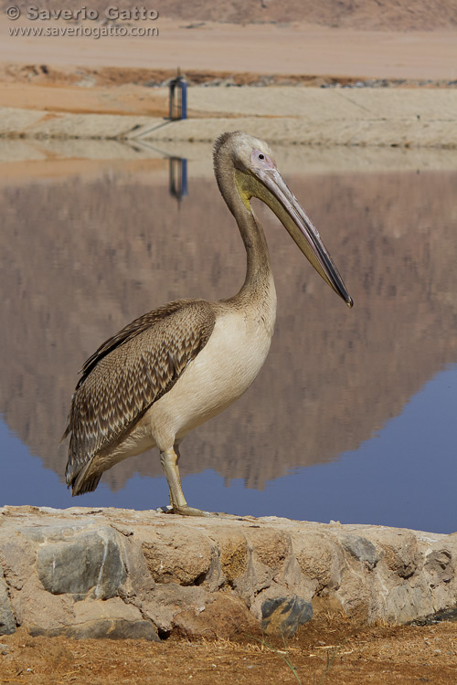 Pellicano comune