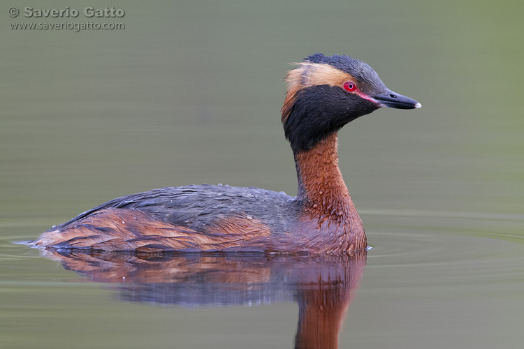 Horned Grebe