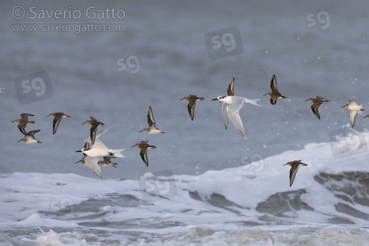 Flock of birds in flight, mixed flock in flight over the sea