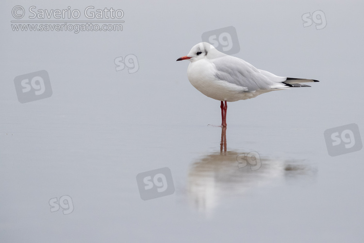 Black-heade Gull, side view of an adult in winter plumage standing in the water