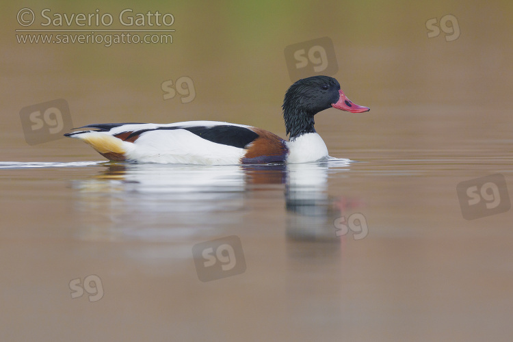 Common Shelduck, side view of a male swimming