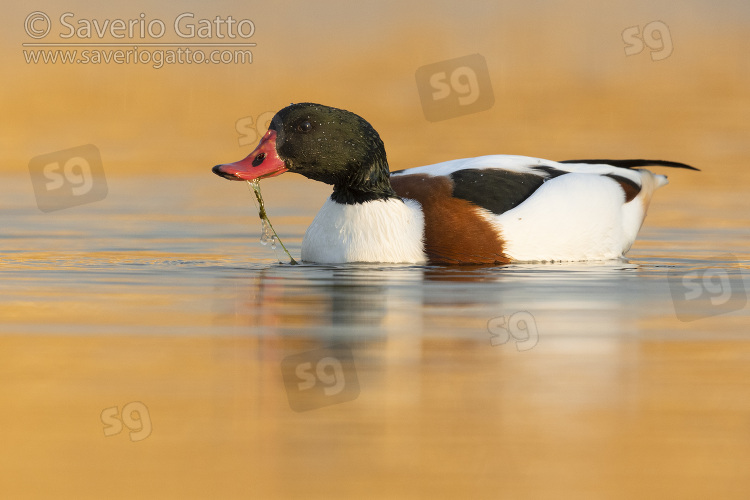 Common Shelduck, male swimming in the water