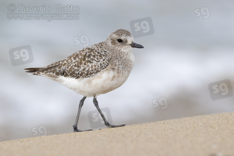 Grey Plover, side view of an adult in winter plumage