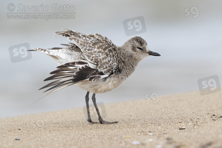 Grey Plover, side view of an adult in winter plumage shaking its feathers