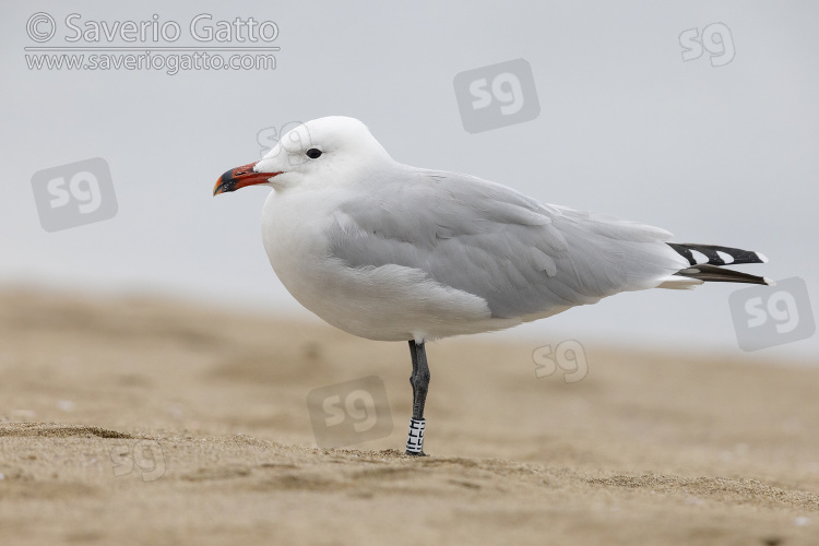 Audouin's Gull, side view of a ringed adult standing on the sand