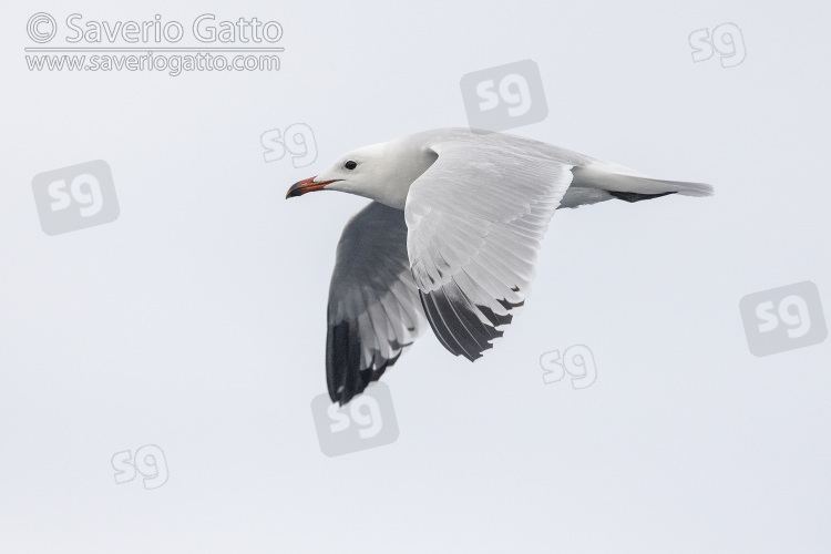 Audouin's Gull, side view of an adult in flight