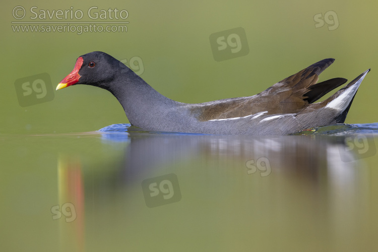 Gallinella d'acqua