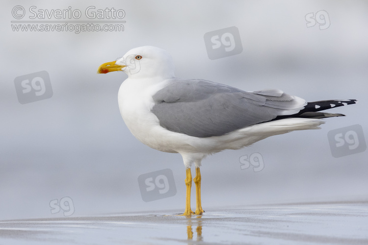 Yellow-legged Gull, side view of an adult standing on the shore