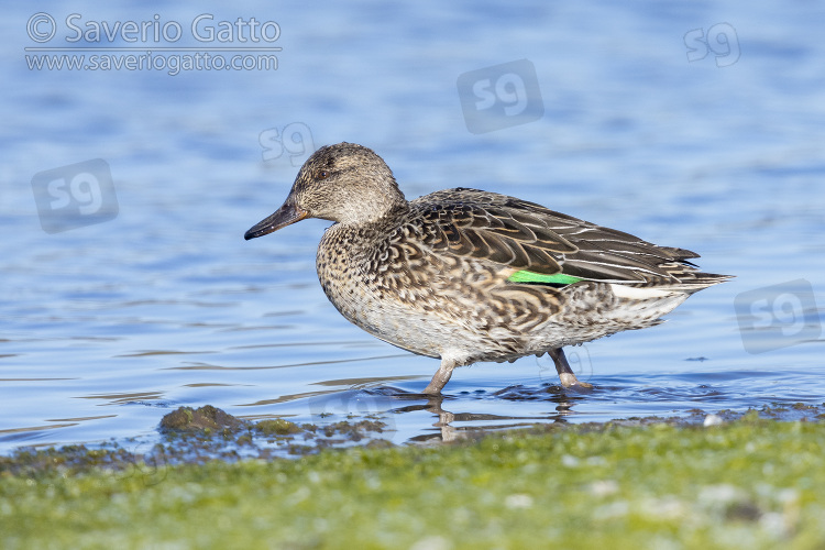 Eurasian Teal, side view of an adult female standing in the water