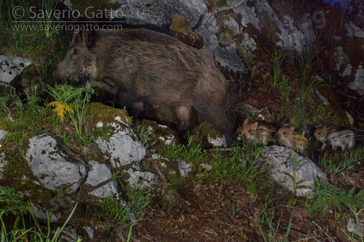 Wild Boar, adult female followed by five cubs