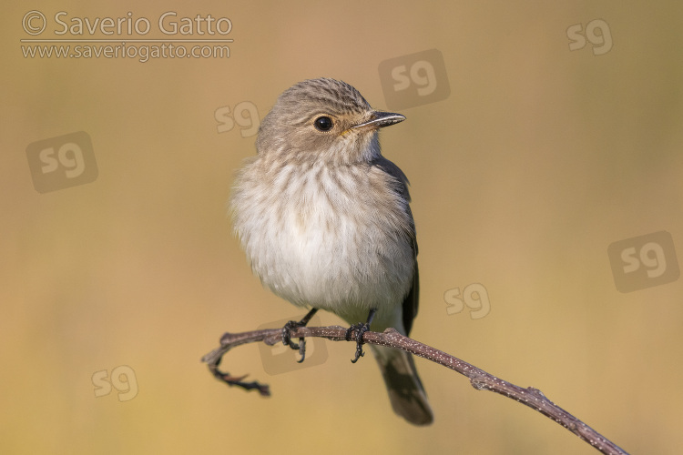 Spotted Flycatcher, front view of an adult perched on a branch