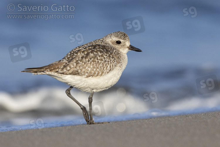 Grey Plover, side view of an individual standing on the shore