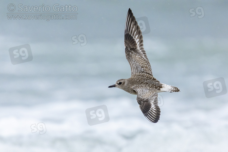 Grey Plover, side view of an individual in flight over the sea