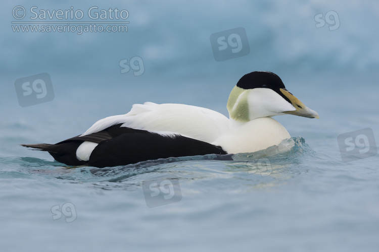 Common Eider, side view of an adult male swimming