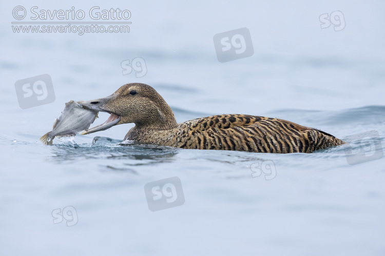 Common Eider, side view of an adult female feeding on a sole