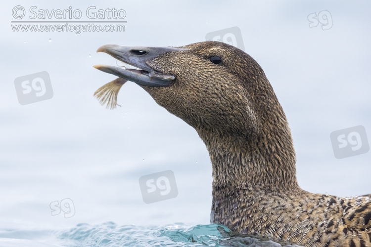 Common Eider, close-up of an adult female feeding on a sole