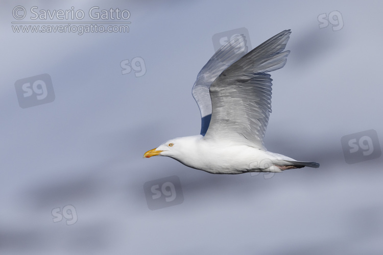 Glaucous Gull, side view of an adult in flight
