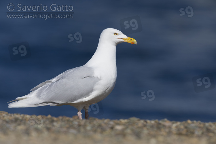 Glaucous Gull, side view of an adult standing on the ground