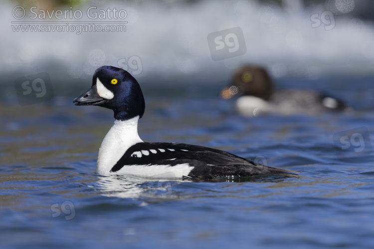 Barrow's Goldeneye, side view of an adult male swimming in the water with a female in the background