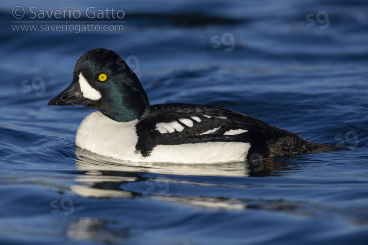 Barrow's Goldeneye, side view of an adult male swimming in the water
