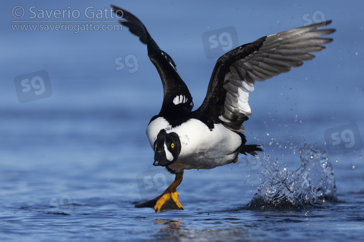 Barrow's Goldeneye, adult male taking off from the water