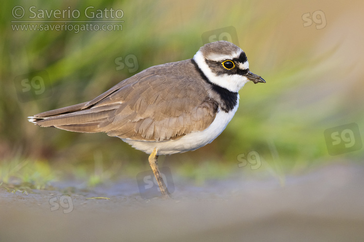 Little Ringed Plover, side view of an adult female standing on the ground