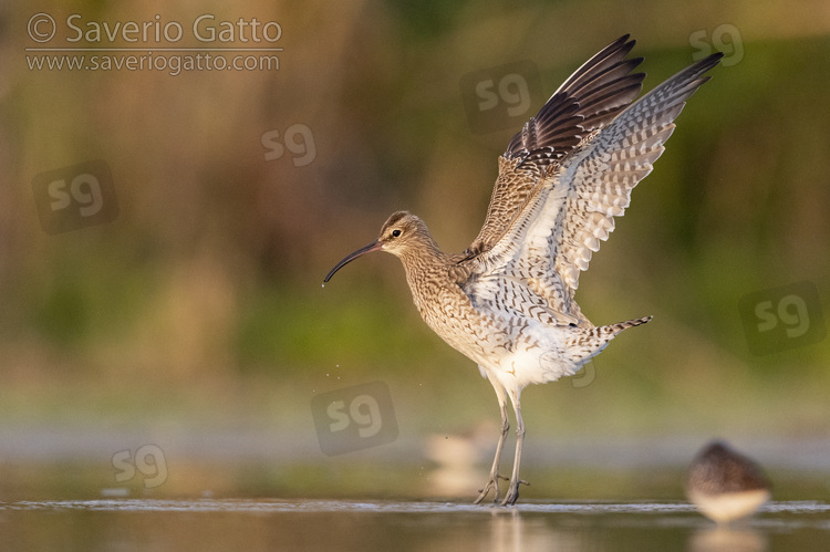 Eurasian Whimbrel, side view of an adult standing taking off from the water