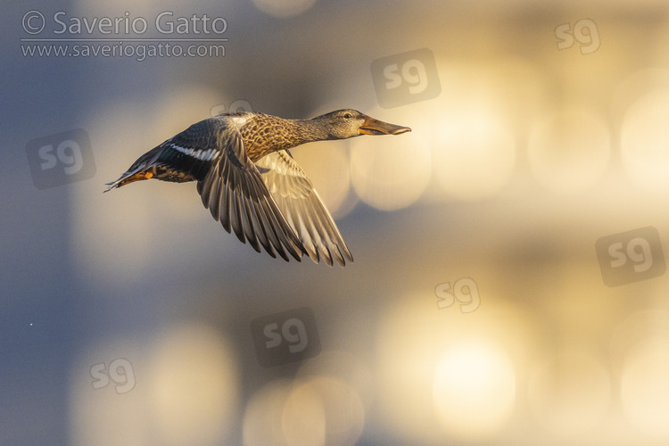 Northern Shoveler, side view of an adult female in flight