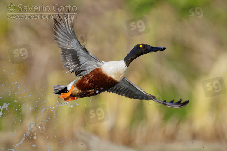 Northern Shoveler, side view of an adult male in flight