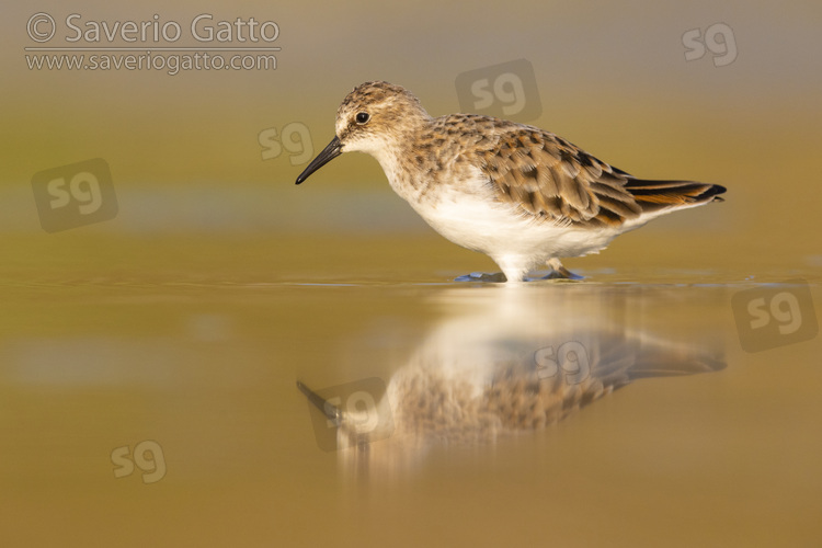 Little Stint, side view of an adult standing in the water