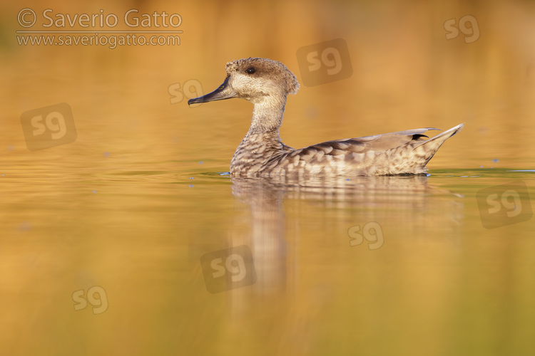 Marbled Teal, side view of an adult swimming in the water