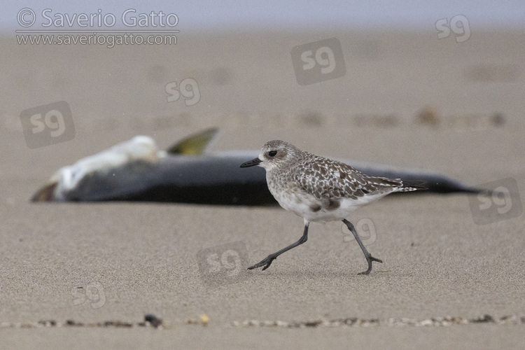 Grey Plover, side view of an adult running on a beach