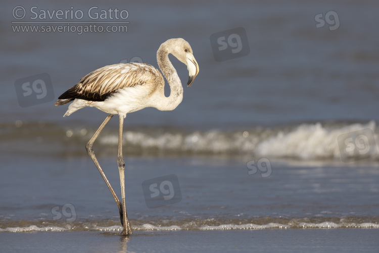 Greater Flamingo, side view of a juvenile standing on the shore