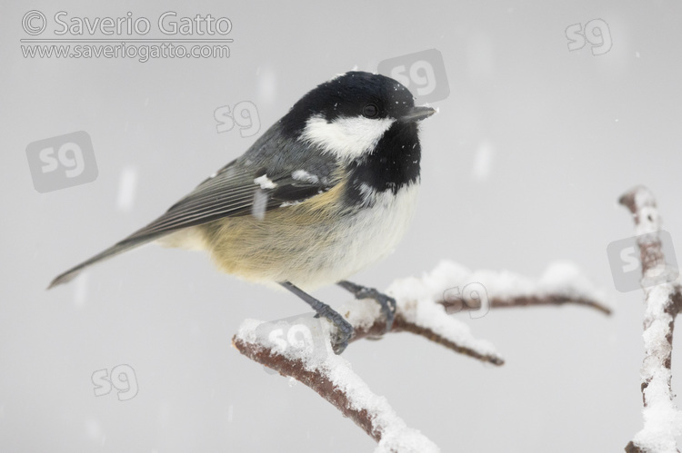 Coal Tit, side view of an adult perched on a branch