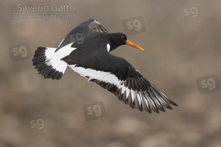 Beccaccia di mare, adulto in volo