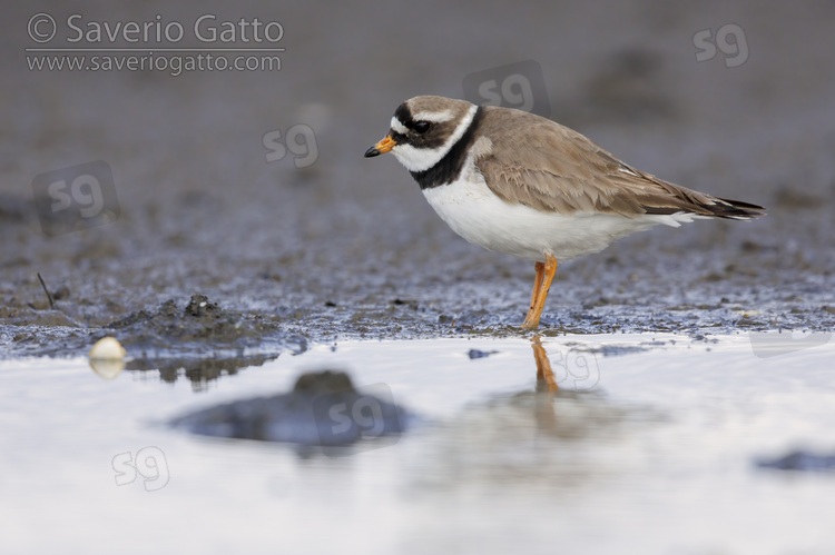 Common Ringed Plover