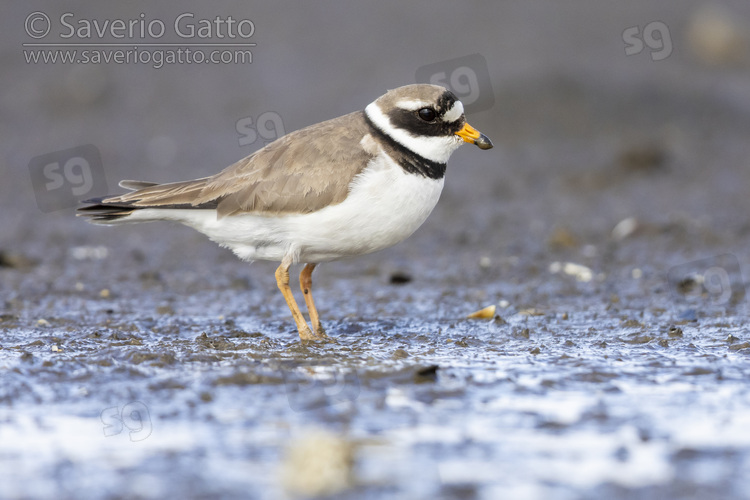 Common Ringed Plover