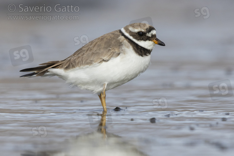 Common Ringed Plover