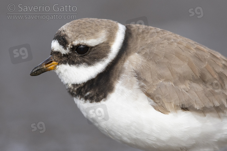 Common Ringed Plover