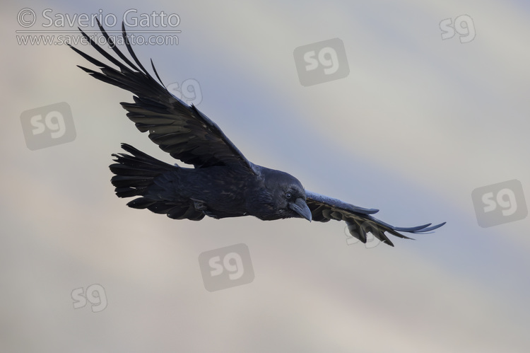 Northern Raven