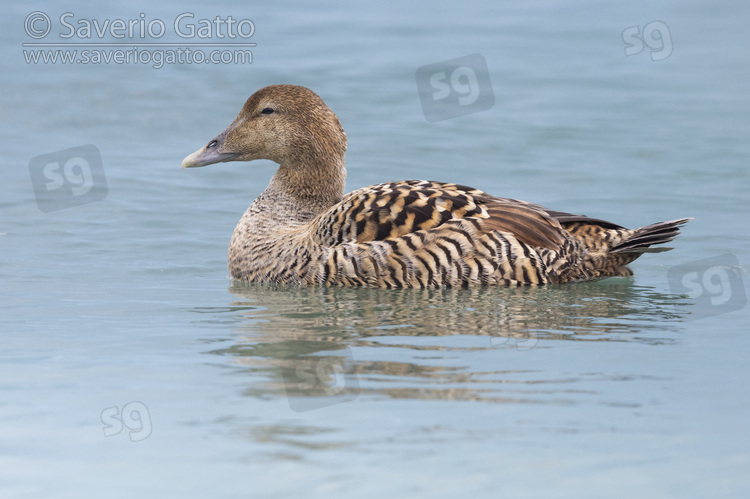 Common Eider