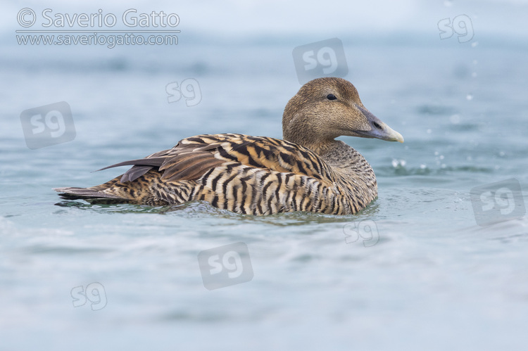 Edredone, femmina adulta in acqua