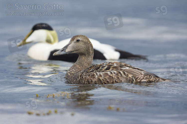 Common Eider